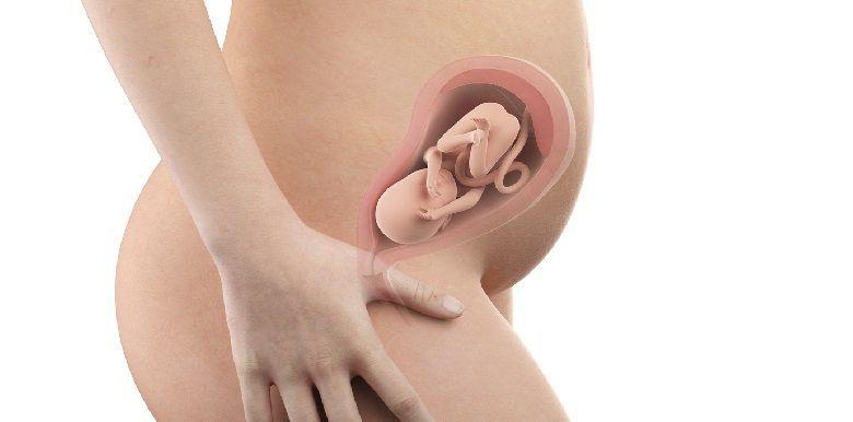 Bébé in utero : semaine 24 (SA 26)