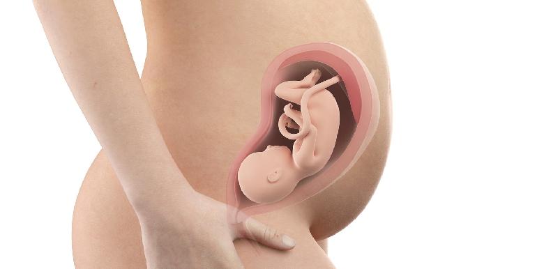 Bébé in utero : semaine 28 (SA 30)
