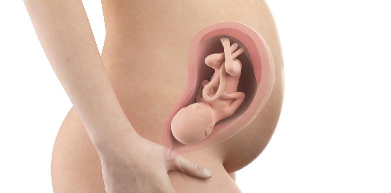 Bébé in utero : semaine 29 (31 SA)