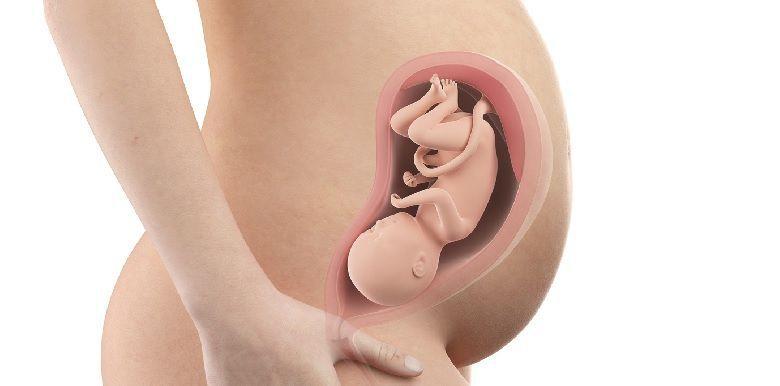 Bébé in utero : semaine 30 (32 SA)