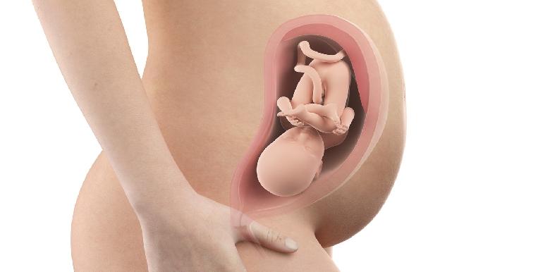 Bébé in utero : semaine 31 (SA 33)