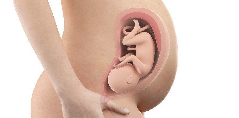 Bébé in utero : semaine 33 (SA 35)
