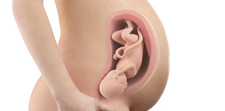 Bébé in utero : semaine 34 (SA 36)