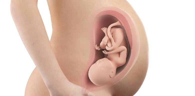 Bébé in utero : semaine 36 (SA 38)