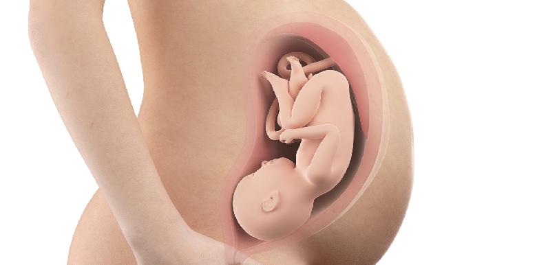 Bébé in utero : semaine 38 (SA 40)